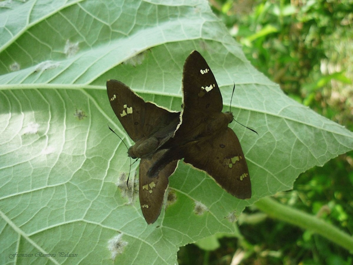 Asine Longtail