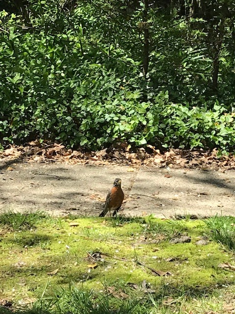 American Robin