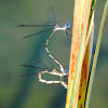 Northern Bluet