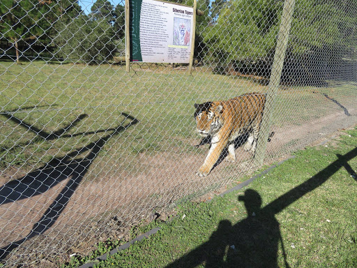 Big Cats Rescue & Refuge South Africa 2017