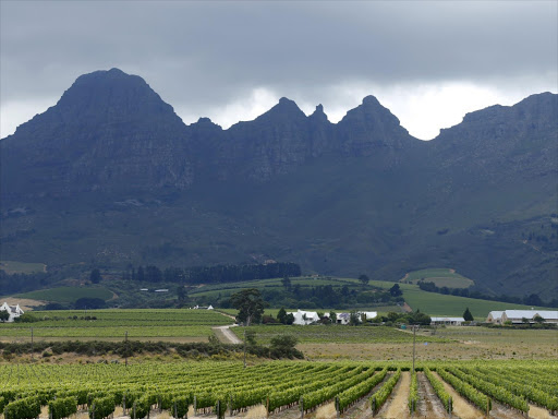 Vineyards sit beneath hills at a farm near Stellenbosch, in the country's wine producing region, South Africa, November 13, 2015. Photo/REUTERS
