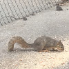 Eastern Fox Squirrel