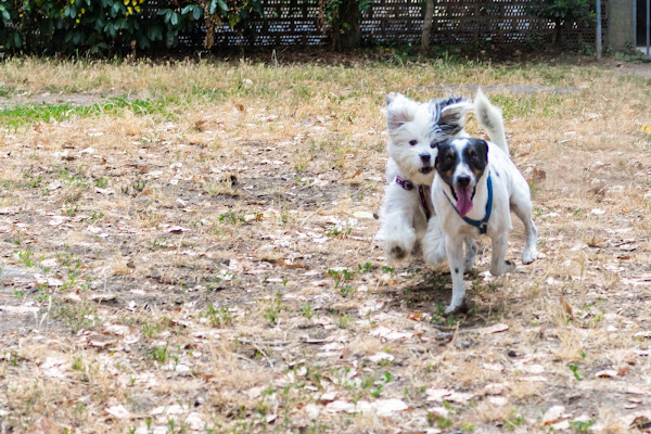 Cani che giocano di Filippo Ceragioli