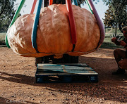 Willem le Grange won the Giant Pumpkin Festival with his pumpkin weighing 867.5kg.