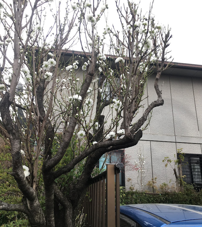 コペンの春の☘️花🌸🪻便り祭り!楽しみました!良いね!イイね！いいね！最高だね！・幸せは自分自身で見出す物で他人から与えられる物では有りません！最高だね！・貧乏しても心❤️の貧乏人には成りたく無いですね！最高だね！・妬み!僻み!は持たず!心❤️豊かに過ごしましょう!最高だね！・人は人です!自分の納得出来る生き方をしましょう!最高だね！に関するカスタム事例の投稿画像81枚目