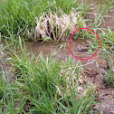 Eastern American Toad