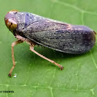 Leafhopper.