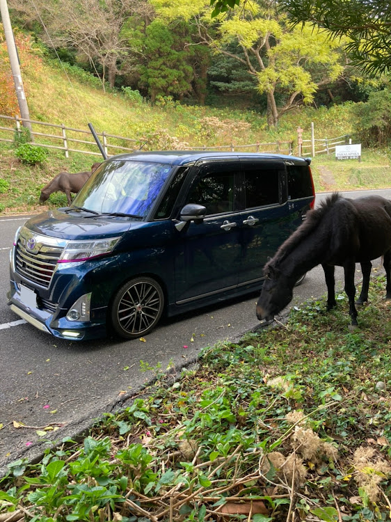 ルーミーの都井岬・薩摩ラーメン・馬とコラボ・2021ベストショット・ドライブに関するカスタム事例の投稿画像1枚目