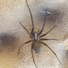 Giant House Spider