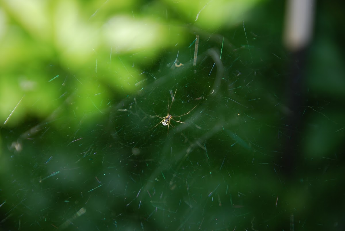 Black and Yellow Garden Spider