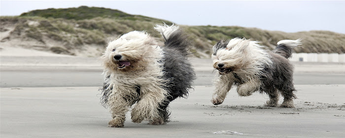 Old English Sheepdog Themes & New Tab marquee promo image