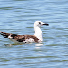 Lesser black-backed gull