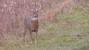 Rut Hunting thumbnail