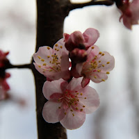 Fiori di pesco di 