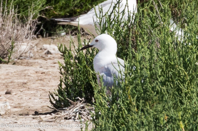 Slender-billed Gull; Gaviota Picofina