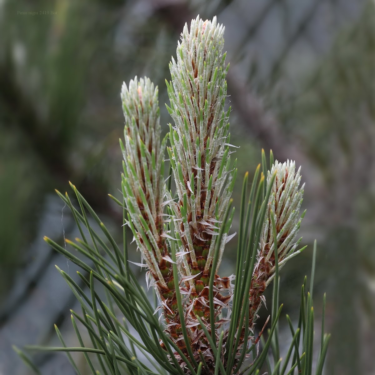 Black Pine