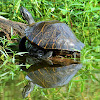 Eastern river cooter