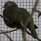 Pink-headed Fruit Dove