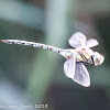 Migrant Hawker