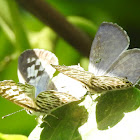 Zebra blue, male and female