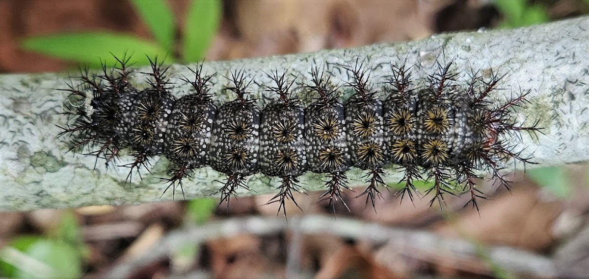 Buck moth Caterpillar