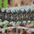 Buck moth Caterpillar