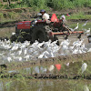 Egrets with tractor (video)