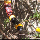 Coral Snake