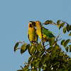 Conure cuivrée