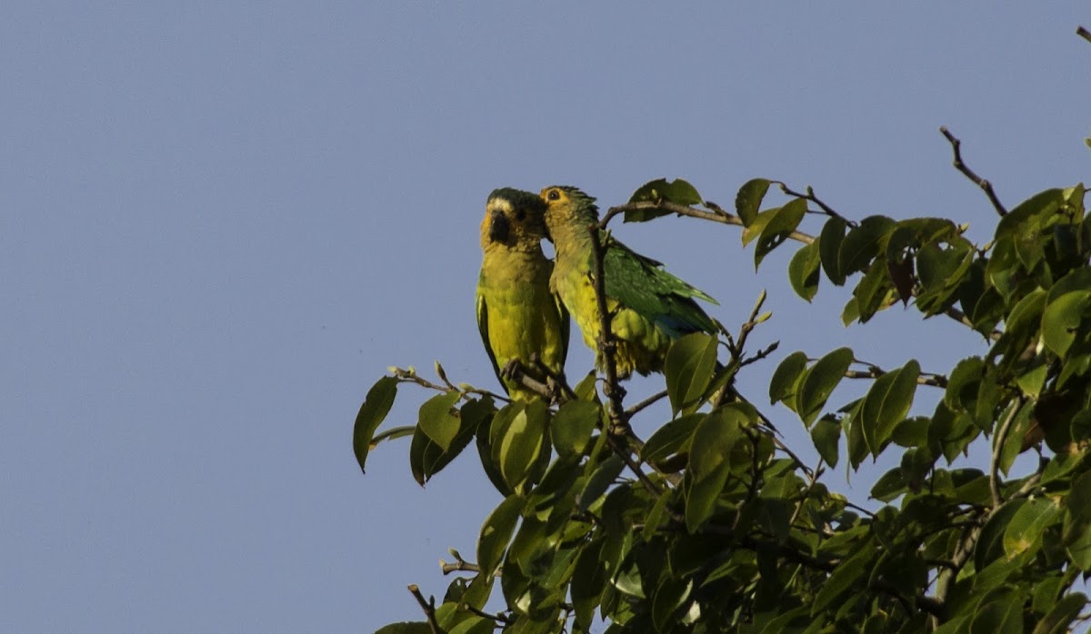 Conure cuivrée