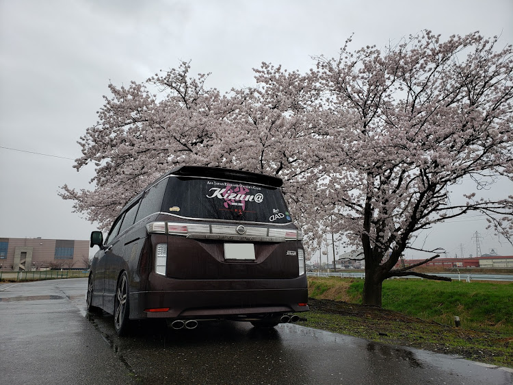 エルグランドの桜と愛車・エルグランドE52に関するカスタム事例の投稿画像3枚目