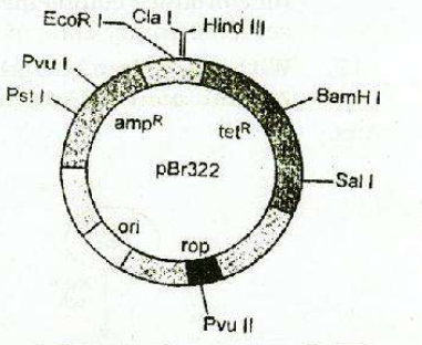 Features Required to Facilitate Cloning into a Vector