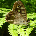 Speckled Wood