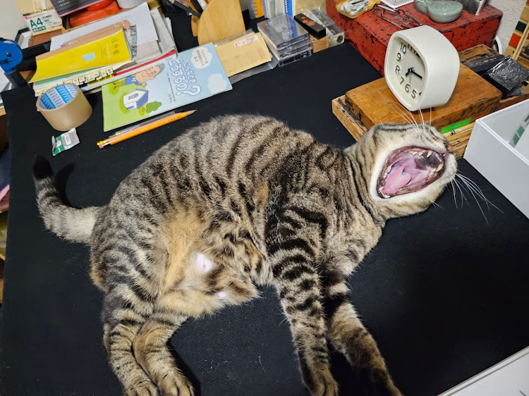RamikA🇩🇪🇮🇹さんが投稿した猫・愛猫部・ねこ・猫写真に関するカスタム事例の投稿画像2枚目