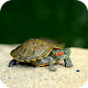 Download Turtle 4K Wallpaper For PC Windows and Mac 1.1