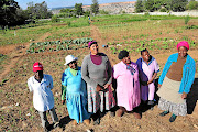 Members of the Modimo O Teng Cooperative in Marlboro Gardens make a surplus of produce after feeding their families. /  Veli Nhlapo