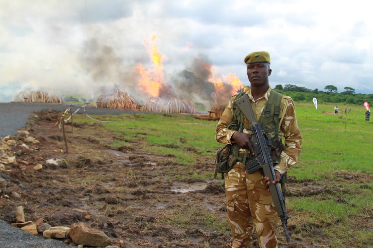 A Kenya Wildlife Service ranger stands guard as 105 tons of elephant ivory and 1.35 tons of rhino horns burn.