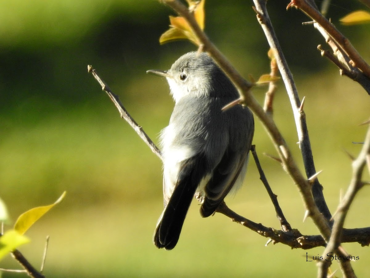 Blue-gray Gnatcatcher