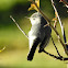 Blue-gray Gnatcatcher