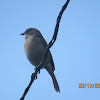 Grey Bushchat (female)