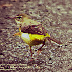 Grey Wagtail