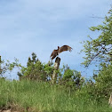 Turkey Vulture