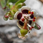 Lesser Florida Spurge