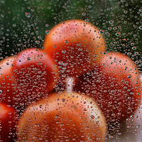 Pomodori alla finestra sorpresi da un acquazzone. di 