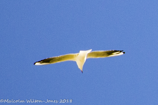 Black-headed Gull