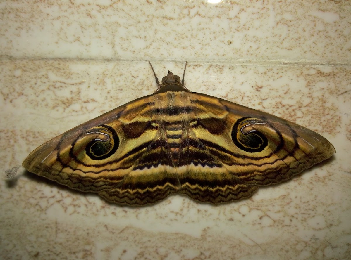 Indian Owlet Moth