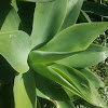 Foxtail Agave