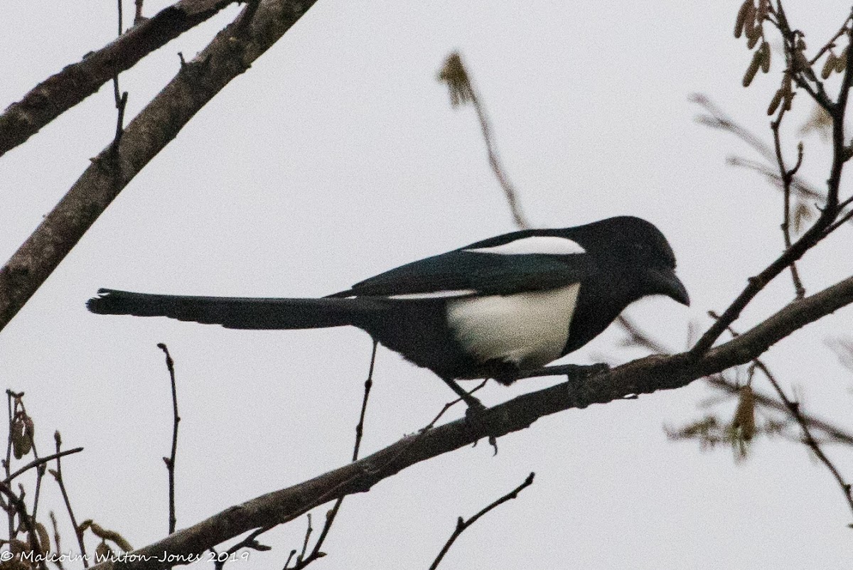 Magpie