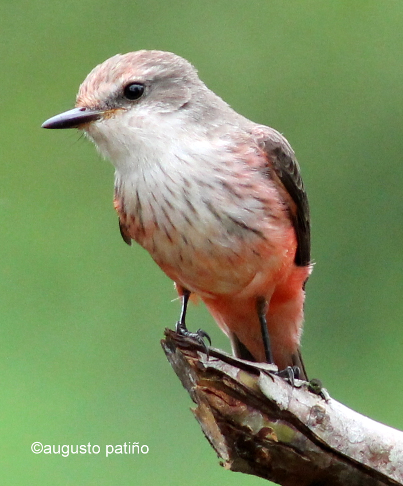 Atrapamoscas pechirrojo ♀