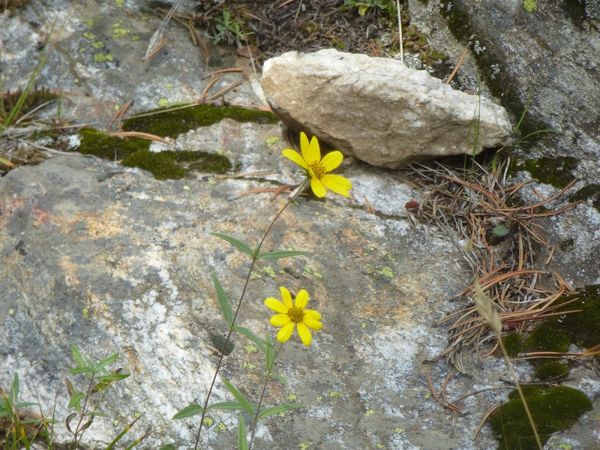 Rydberg's Arnica